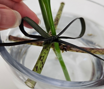 Cross and knot forked stems to support them in a minimal summer display