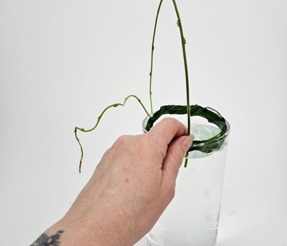 Gladiolus Foliage Collar for support