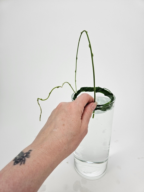 Gladiolus Foliage Collar for support