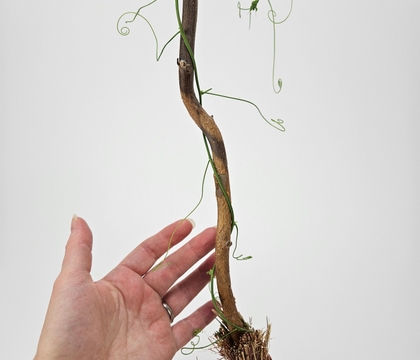 Pull a few strands of your (handmade, of course!) broom bristles to allow your flowers to kick up some magic dust
