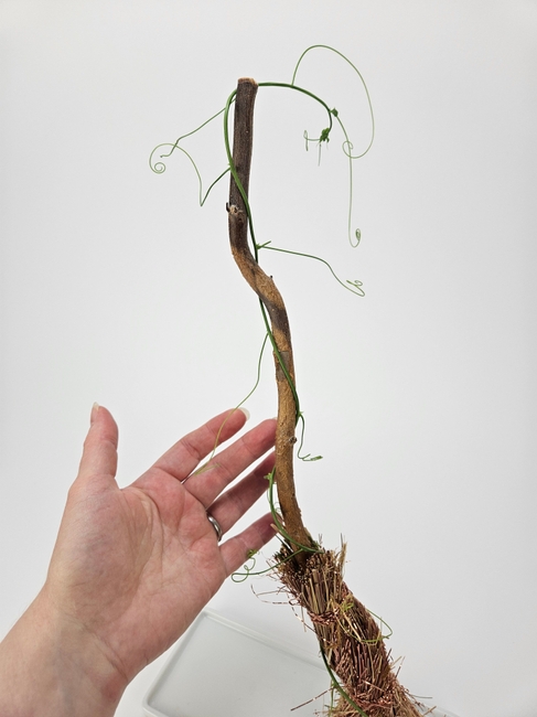 Pull a few strands of your (handmade, of course!) broom bristles to allow your flowers to kick up some magic dust